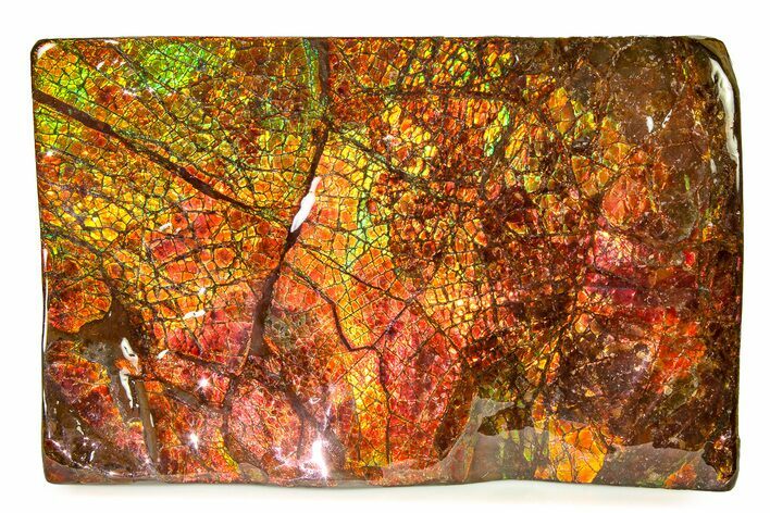 Flashy Ammolite (Fossil Ammonite Shell) - Greens & Oranges #336368